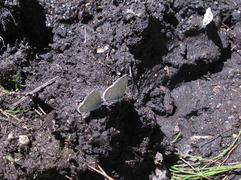 butterflies-indet-on-mud-Copper-Creek-2008-07-23-IMG_0749.jpg