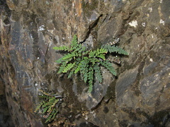 fern-lithophyte-nr-cave-entrance-2008-07-22-img 0678