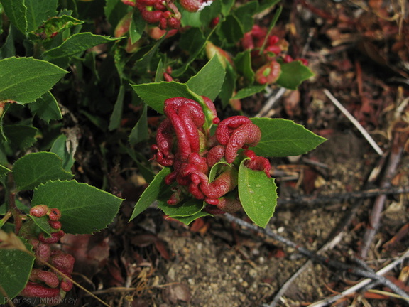 galls-on-Arctostaphylos-Kings-Canyon-road-2008-07-20-img 0397