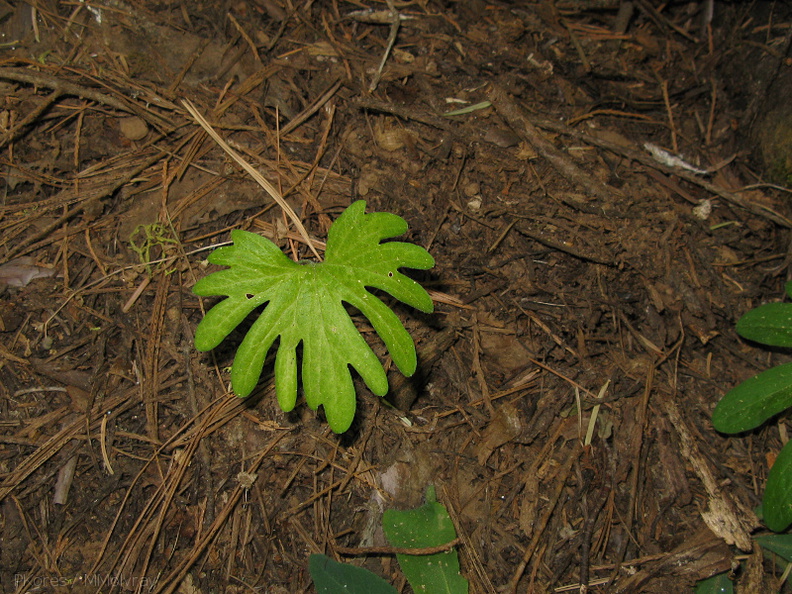 indet-peltate-dissected-leaf-seedling-Redwood-Canyon-2008-07-24-IMG_0818.jpg