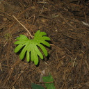 indet-peltate-dissected-leaf-seedling-Redwood-Canyon-2008-07-24-IMG 0818
