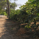 kiwifruit-vines-Actinidia-deliciosa-Badger-rte245-2008-07-19-img 0382
