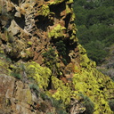 lichen-Xanthoparmelia-indet-coloring-rock-slopes-nr-Boyden-2008-07-22-img 0710