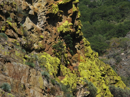 lichen-Xanthoparmelia-indet-coloring-rock-slopes-nr-Boyden-2008-07-22-img 0710