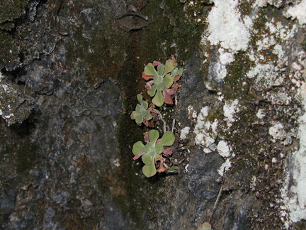 lichen-community-on-granite-Saxifraga-sp-nr-cave-entrance-2008-07-22-img 0683