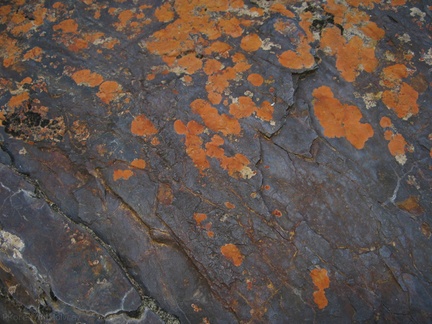 lichens-crustose-rust-Xanthoparmelia-nr-cave-entrance-2008-07-22-img 0679