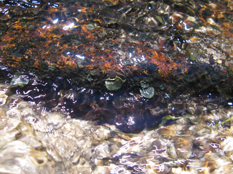 liverwort-thallose-growing-underwater-Copper-Creek-2008-07-23-IMG_0742.jpg