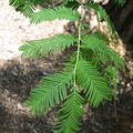 metasequoia-glyptostroboides-dawn-redwood-shoots-2008-07-31-IMG_1011.jpg