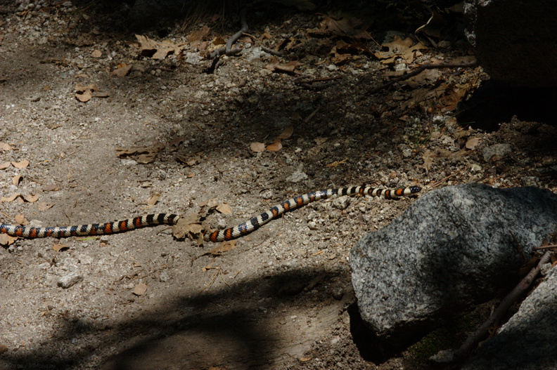 mountain-king-snake-Mist-Falls-trail-2008-07-21-CRW_7548.jpg