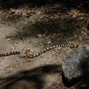 mountain-king-snake-Mist-Falls-trail-2008-07-21-CRW 7548