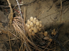 mushroom-indet-on-fallen-tree-roots-Mist-Falls-trail-2008-07-21-img 0570