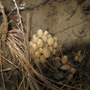 mushroom-indet-on-fallen-tree-roots-Mist-Falls-trail-2008-07-21-img 0570