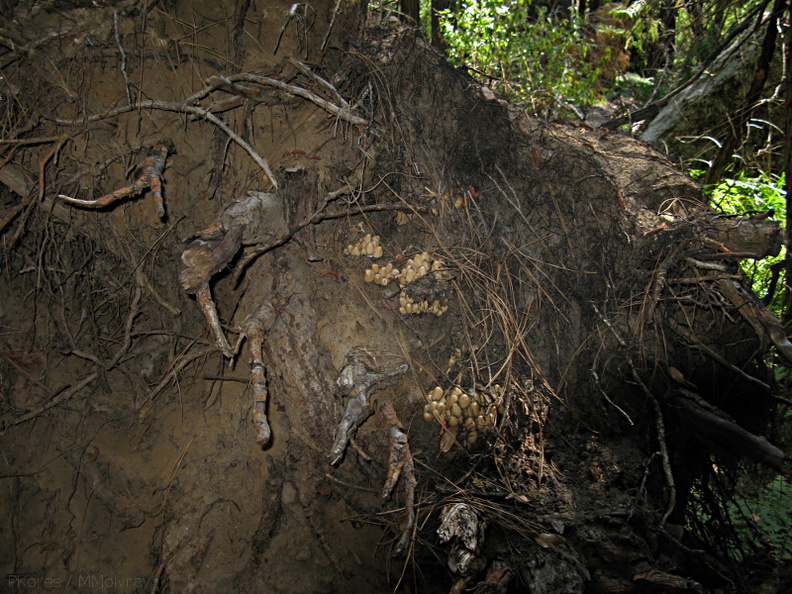 mushroom-indet-on-fallen-tree-roots-Mist-Falls-trail-2008-07-21-img_0572.jpg
