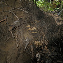 mushroom-indet-on-fallen-tree-roots-Mist-Falls-trail-2008-07-21-img 0572