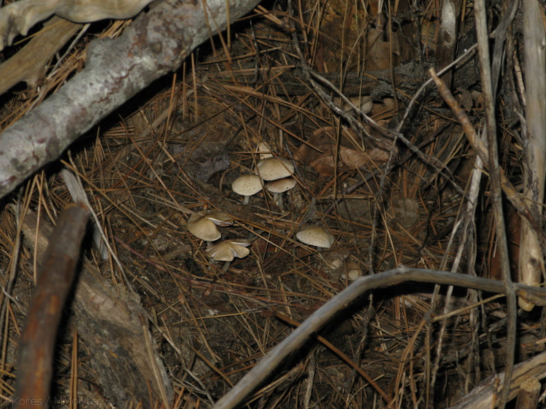 mushrooms-in-fallen-log-Kings-River-nr-Zumwalt-2008-07-22-img_0629.jpg