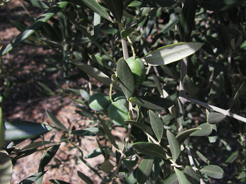 olive-trees-Woodlake-rte245-2008-07-19-img 0372
