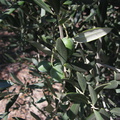 olive-trees-Woodlake-rte245-2008-07-19-img 0372
