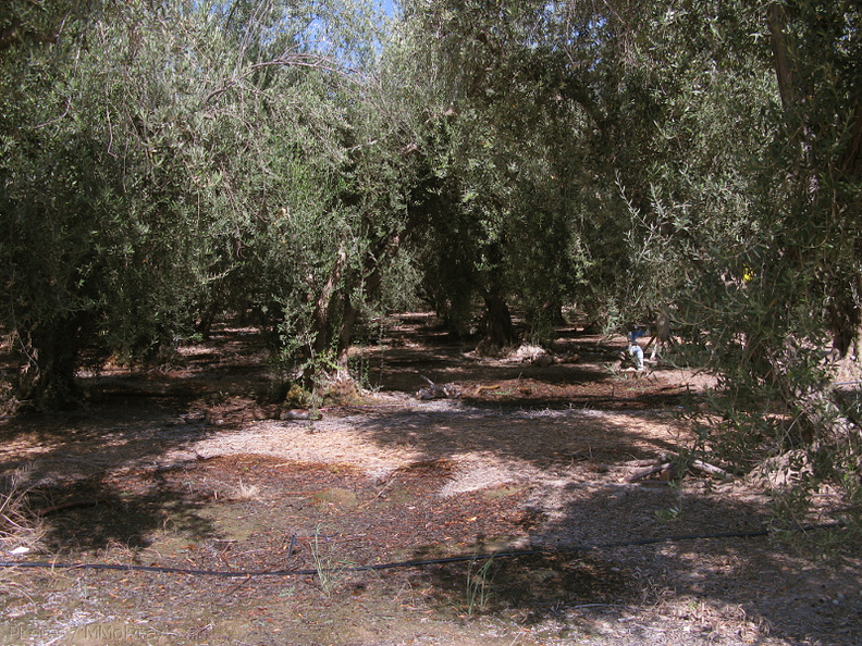 olive-trees-Woodlake-rte245-2008-07-19-img 0374