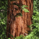 redwood-trunk-redwood-Canyon-2008-07-24-IMG 0864