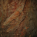 rippled-trunk-exposed-wood-nr-Zumwalt-2008-07-22-img 0632