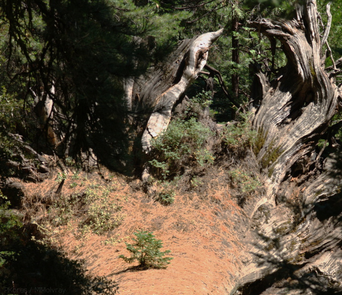sapling-on-fallen-redwood-trunk-Redwood-Canyon-2008-07-24-CRW_7688.jpg