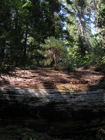 sapling-on-fallen-redwood-trunk-Redwood-Canyon-2008-07-24-IMG_0900.jpg