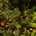 thallose-liverwort-and-mosses-Copper-Creek-2008-07-23-CRW_7624.jpg