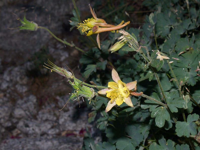 Aquilegia-pubescens-Covilles-columbine-near-Heather-Lake-SequoiaNP-2012-08-02-IMG 6568
