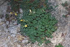 Aquilegia-pubescens-Covilles-columbine-near-Heather-Lake-SequoiaNP-2012-08-02-IMG 6575