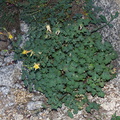 Aquilegia-pubescens-Covilles-columbine-near-Heather-Lake-SequoiaNP-2012-08-02-IMG 6575