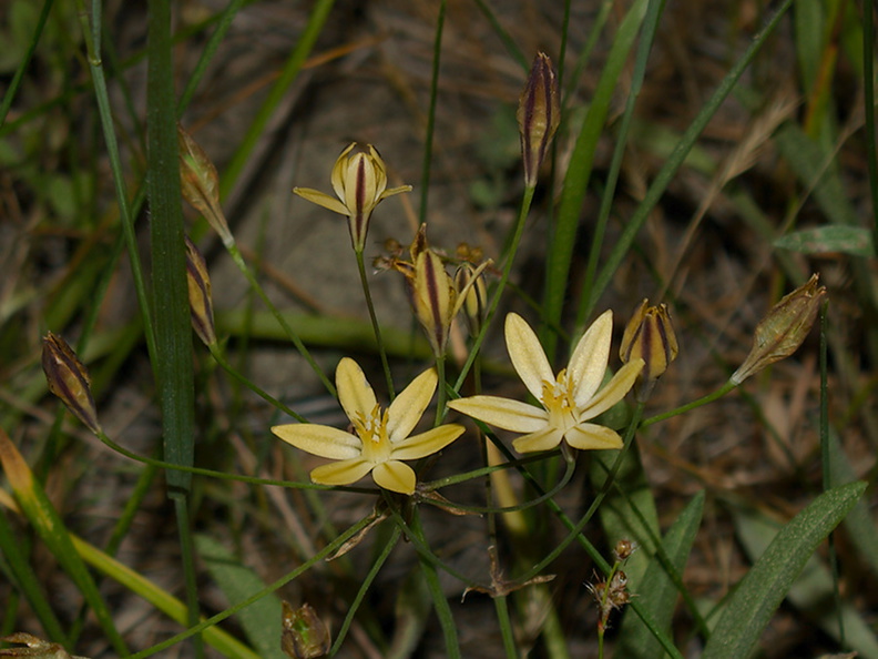 Bloomeria-crocea-goldstar-meadow-near-Princess-camp-SequoiaNP-2012-07-06-IMG_5999.jpg