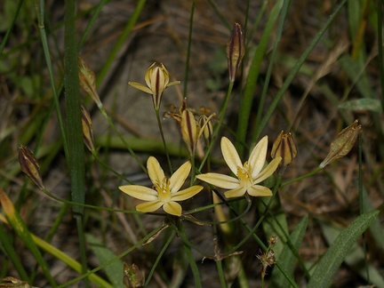 Bloomeria-crocea-goldstar-meadow-near-Princess-camp-SequoiaNP-2012-07-06-IMG 5999