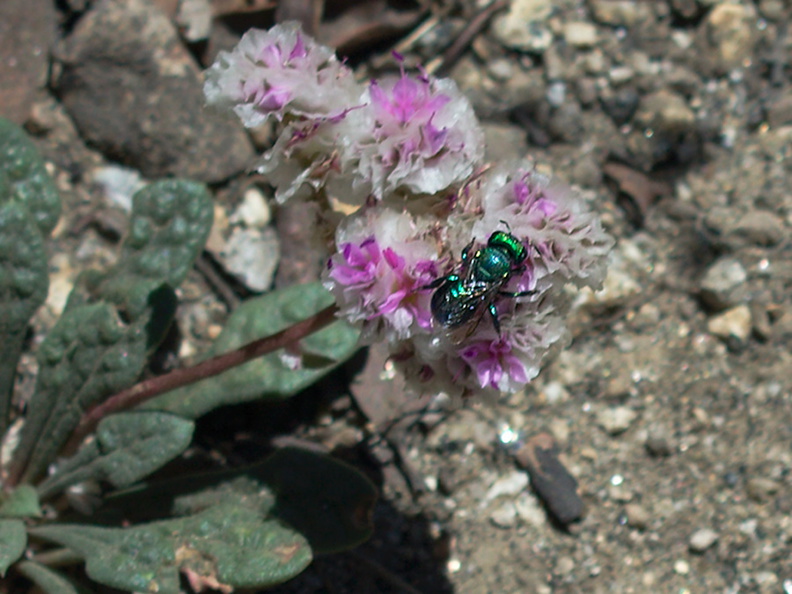 Calyptridium-monospermum-oneseeded-pussypaws-Buena-Vista-SequoiaNP-2012-08-01-IMG_6482.jpg