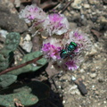 Calyptridium-monospermum-oneseeded-pussypaws-Buena-Vista-SequoiaNP-2012-08-01-IMG 6482