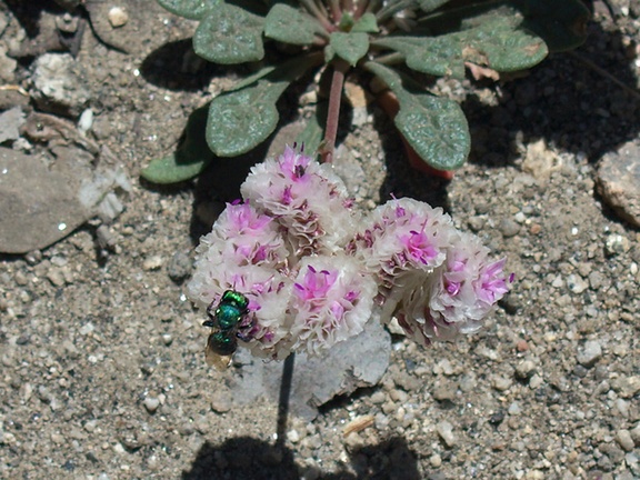 Calyptridium-monospermum-oneseeded-pussypaws-Buena-Vista-SequoiaNP-2012-08-01-IMG 6484