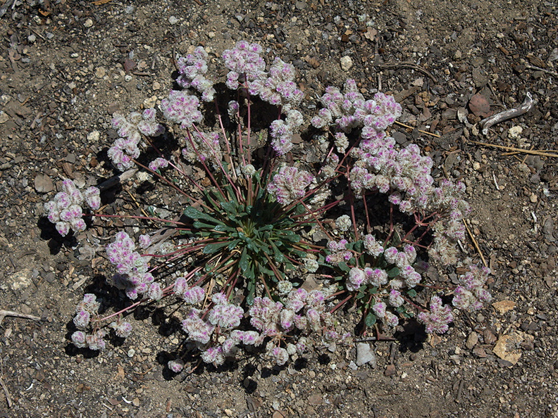 Calyptridium-monospermum-oneseeded-pussypaws-Buena-Vista-SequoiaNP-2012-08-01-IMG_6497.jpg