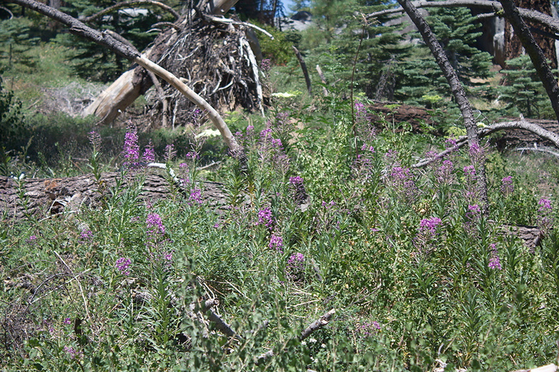 Chamerion-angustifolium-fireweed-Buena-Vista-trail-SequoiaNP-2012-08-01-IMG_6486.jpg