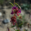 Clarkia-unguiculata-elegant-clarkia-rte180-Kings-CanyonNP-2012-07-07-IMG 6010