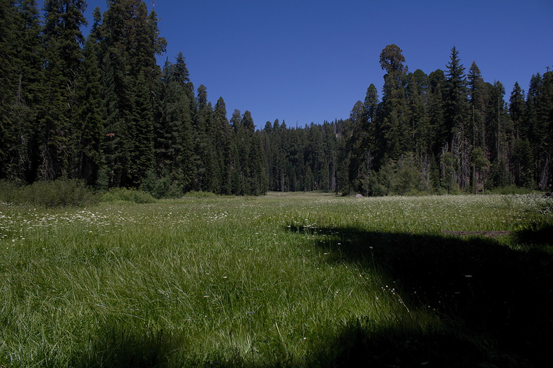 Crescent-Meadow-SequoiaNP-2012-07-31-IMG 6391