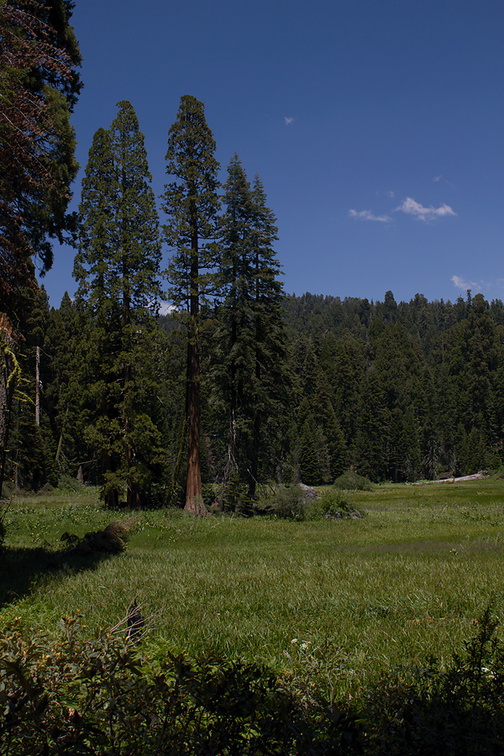 Crescent-Meadow-area-SequoiaNP-2012-07-06-IMG 5957