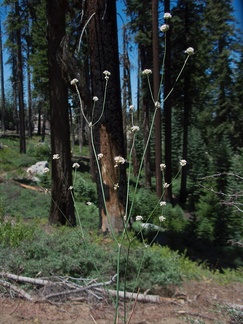 Eriogonum-sp-Buena-Vista-trail-SequoiaNP-2012-08-01-IMG 2504