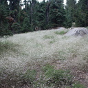 Gayophytum-diffusum-ground-smoke-Heather-Lake-trail-SequoiaNP-2012-08-02-IMG 6644