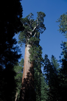 General-Grant-tree-giant-redwood-Kings-Canyon-2012-07-05-IMG 5876