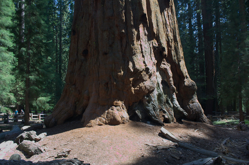 General-Sherman-tree-SequoiaNP-2012-07-06-IMG 5975