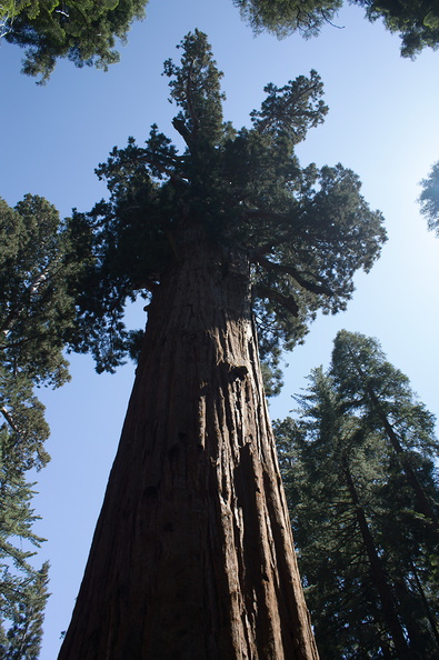 General-Sherman-tree-SequoiaNP-2012-07-06-IMG 5976