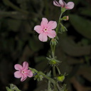 Hackelia-mundula-pink-stickseed-Buena-Vista-trail-SequoiaNP-2012-08-01-IMG 6504