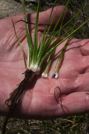 Isoetes-nuttallii-quillwort-showing-sporangium-Heather-Lake-wetlands-SequoiaNP-2012-08-02-IMG 2570