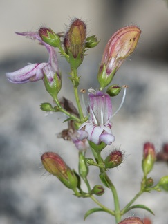 Keckiella-breviflora-gaping-penstemon-rte-180-S-of-Princess-Kings-CanyonNP-2012-07-06-IMG 5893
