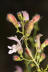 Keckiella-breviflora-gaping-penstemon-rte-180-S-of-Princess-Kings-CanyonNP-2012-07-06-IMG 5896