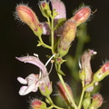 Keckiella-breviflora-gaping-penstemon-rte-180-S-of-Princess-Kings-CanyonNP-2012-07-06-IMG 5896